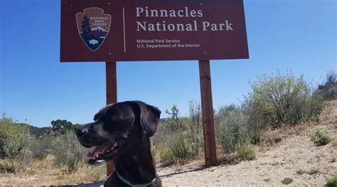 Pinnacles National Park - Pawsitively Intrepid