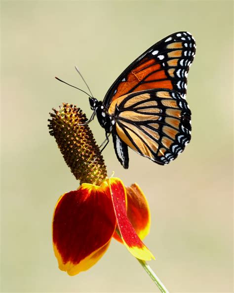 Viceroy Butterfly on Mexican Hat | A Viceroy butterfly on Me… | Flickr