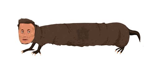 Elongated Muskrat by LavenderFungus on DeviantArt