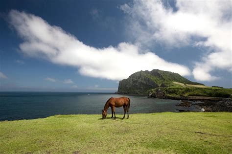 Jeju Island UNESCO Heritage private tour | musement