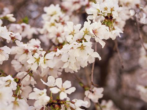 Weeping Higan Cherry Blossoms Photograph by Rachel Morrison - Fine Art ...