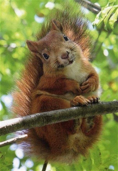 Can I have your nuts? : r/animalssmiling