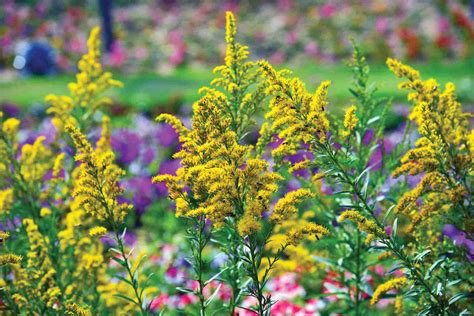 14 Best Fall-Blooming Flowers for Your Perennial Garden