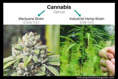 Hemp Flower vs Marijuana: The Difference Explained - Health and Natural Healing Tips