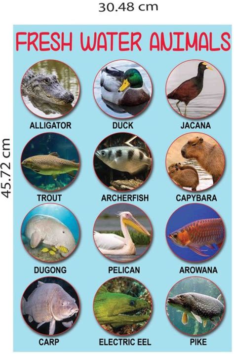 Water Animals Chart