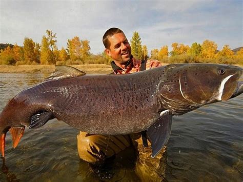 Hucho Taimen #taimen #fish #fishing #siberianfishing #freshwater