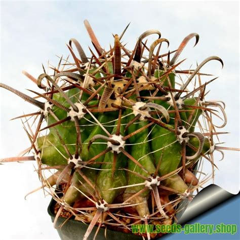 Ferocactus Peninsulae Seeds - Price €2.00