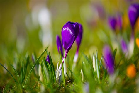 Spring Flower, Crocuses Free Stock Photo - Public Domain Pictures