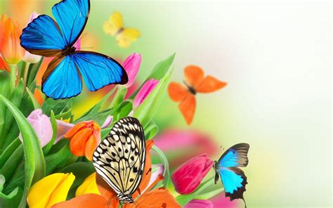 Flower With Butterfly Wallpaper HD Download High Quality | Butterfly wallpaper, Butterfly ...