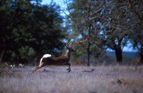 File:Deer running.jpg - Wikimedia Commons
