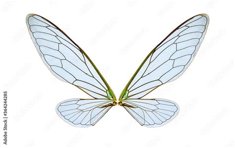 cicada insect wings on a white,isolated Stock Photo | Adobe Stock