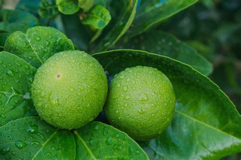 Exploring the Amazing Health Benefits of Citrus Bergamot – Be So Well