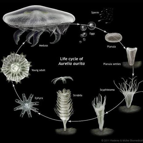 Jellyfish Planula