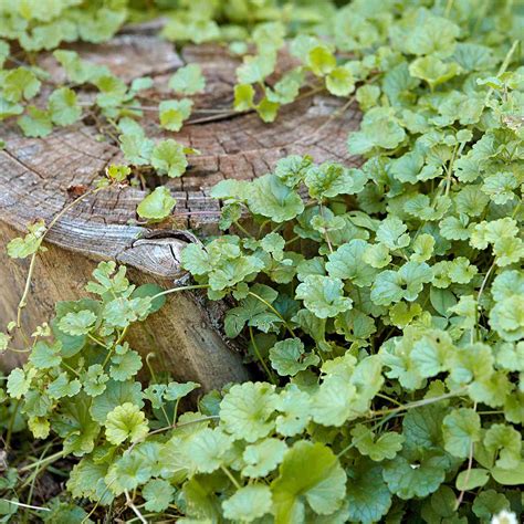 33 Lawn and Garden Weeds: How to Identify and Control Them