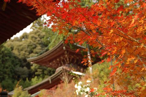 Autumn Leaves in Kyoto | Visitors Guide 2024 | Kyuhoshi