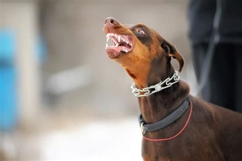 Are Dobermans Mean, Dangerous, or Overly Aggressive? - Doberman Planet