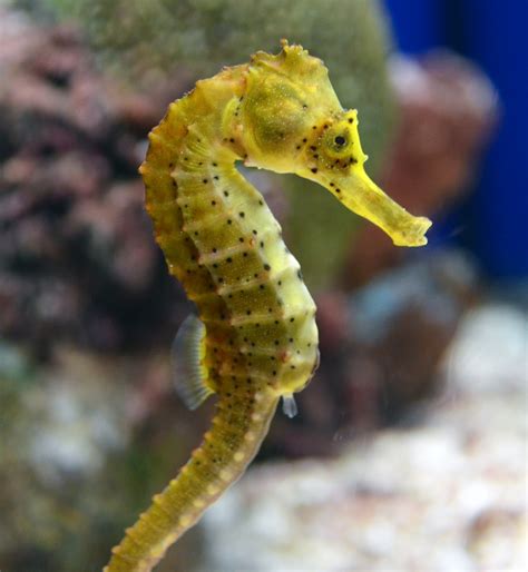 Nikoncole= Nikon + Niccole: Monterey Bay Aquarium Part 3: Seahorses