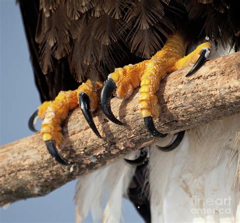 Bald Eagle Talons Photograph by Nicole Riley - Pixels