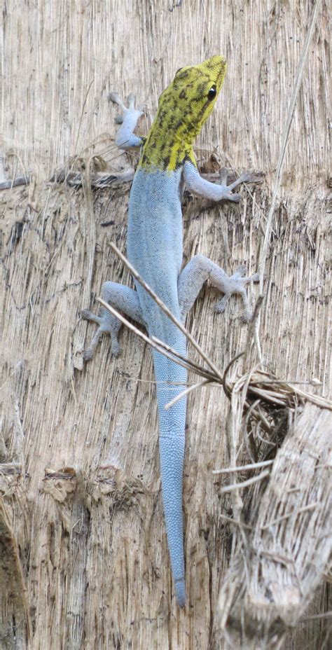 The Yellow-headed Dwarf Gecko or Dwarf Yellow-headed Gecko (Lygodactylus luteopicturatus) is a ...