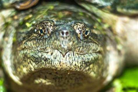 a close up view of the head and eyes of a large, smiling alligator with green leaves in the ...