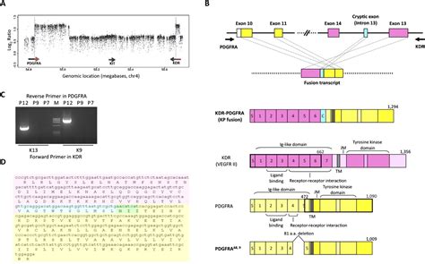 PDGFRA gene rearrangements are frequent genetic events in PDGFRA ...