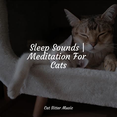 Sleep Sounds | Meditation For Cats - Music for Relaxing Cats - 专辑 - 网易云音乐