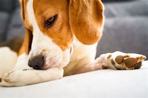 The Horrible Dog Hot Spot: 5 Causes and Treatment Tips - Healthy ...