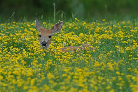 Finding a Fawn: What To Do - The National Wildlife Federation Blog