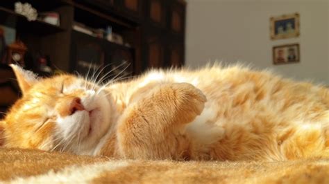 A peaceful time-lapse video of a cat sleeping through storm - Videos ...