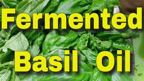 Making Basil Infused Olive Oil: How to Preserve Fresh Basil from Your ...