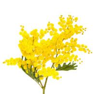 acacia flower png