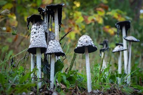 Types of Inky Cap Mushrooms - AZ Animals