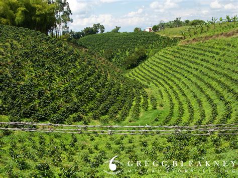 Coffee Farm Colombia Travel Photo | Gregg Bleakney Image Collection