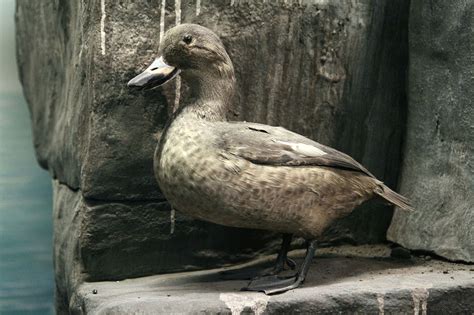 Labrador Duck | Extinct Animals