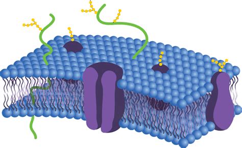 Phospholipid Bilayer | Cell Biology