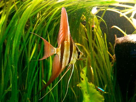 Pterophyllum Scalare Altum: Altum Angel