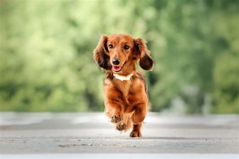 Long Haired Dachshund: What To Know About This Stunning Breed