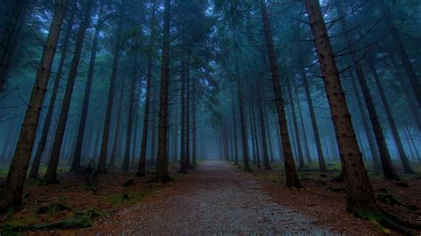 Woods Wallpaper | Dark wood wallpaper, Mystical forest, Computer ...