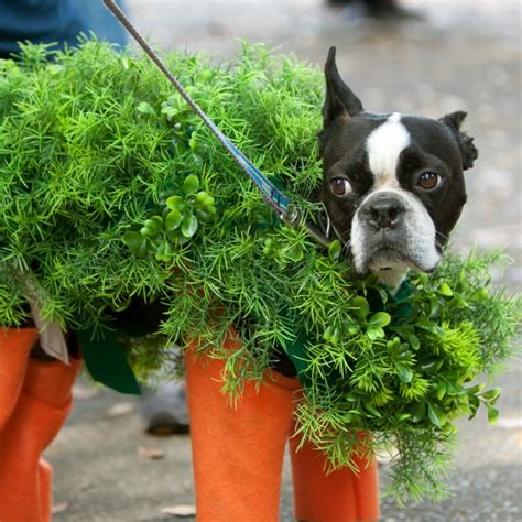 32 Adorable Dog Costumes to DIY – Tip Junkie