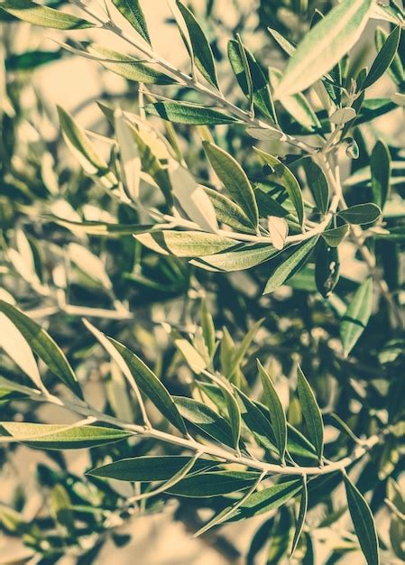 Premium Photo | Olive garden in greece