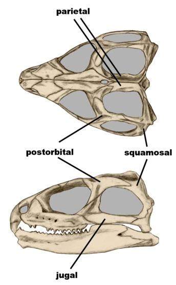 Palaeos Vertebrates Sphenodontia: Sphenodontinae