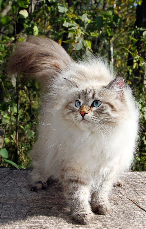 Siberian Cats - A complete breed review Kittens Cutest, Cats And ...