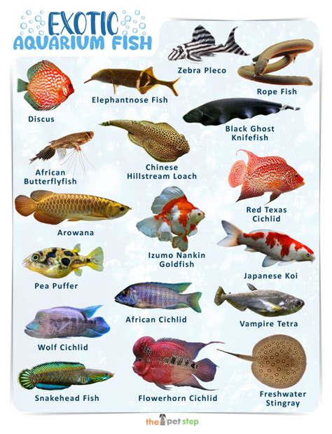 List of Exotic Freshwater Fish for Your Aquarium With Pictures