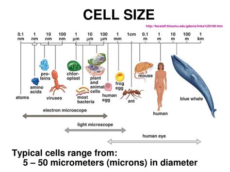 PPT - Cell PEOPLE, Cell Size, and Cell Specialization Chap 7-1 & 7-4 PowerPoint Presentation ...