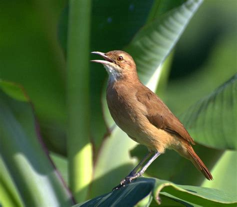 Rufous hornero - Alchetron, The Free Social Encyclopedia