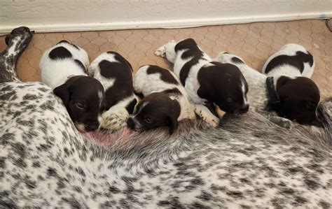 German Shorthaired Pointer Puppies For Sale In Arizona