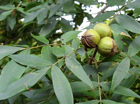 Hickory Nut Tree | They fall when ripe, open and the hard-shelled nuts inside are ... Hickory ...