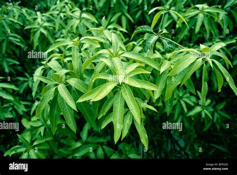 Mango tree leaves Stock Photo - Alamy