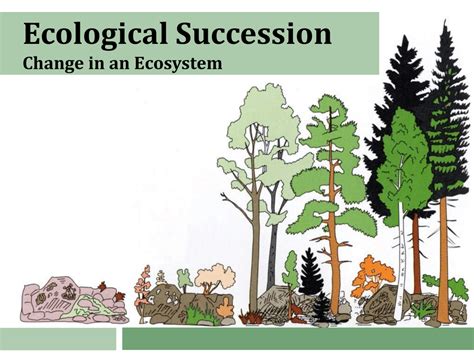 Mcqs On Ecological Succession