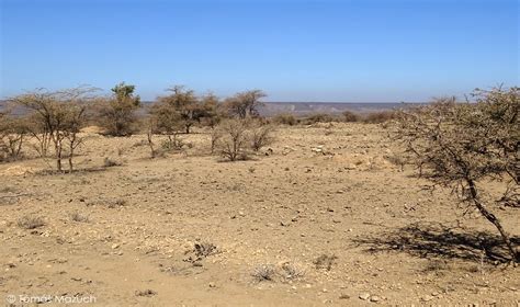 Habitat of Hemidactylus sinaitus, Pristurus crucifera, Pse… | Flickr